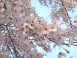 20090408_SAKURA