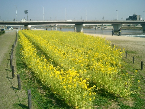 20140323_nano-hana-1a.jpg