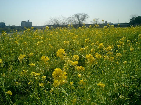 20140323_nano-hana-1b.jpg
