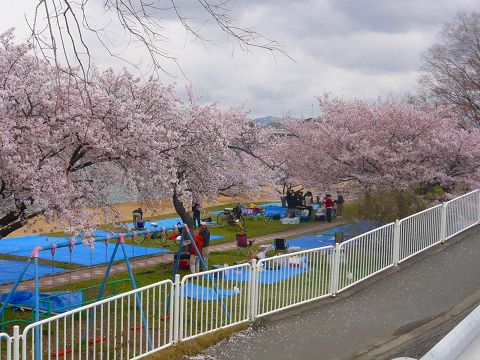 20140406_hanami.jpg