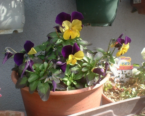 20160216_fuji_ds-230_hd-7.jpg